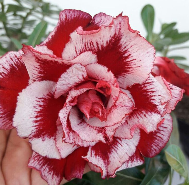 🔥Wyhoduj Królową Pustyni – teraz w obniżonej cenie!🎁 😍Uwielbia kwitnąć, długi okres kwitnienia 🌵 Róża Pustyni