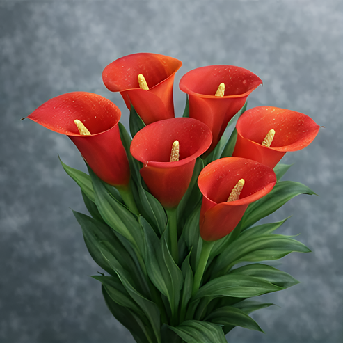 🌷Tajemnicza lilia Aurora Calla