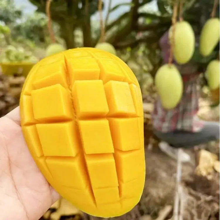 🥭 Aksamitne, słodkie i soczyste sadzonki mango – poczuj smak tropików we własnym domu 🌴