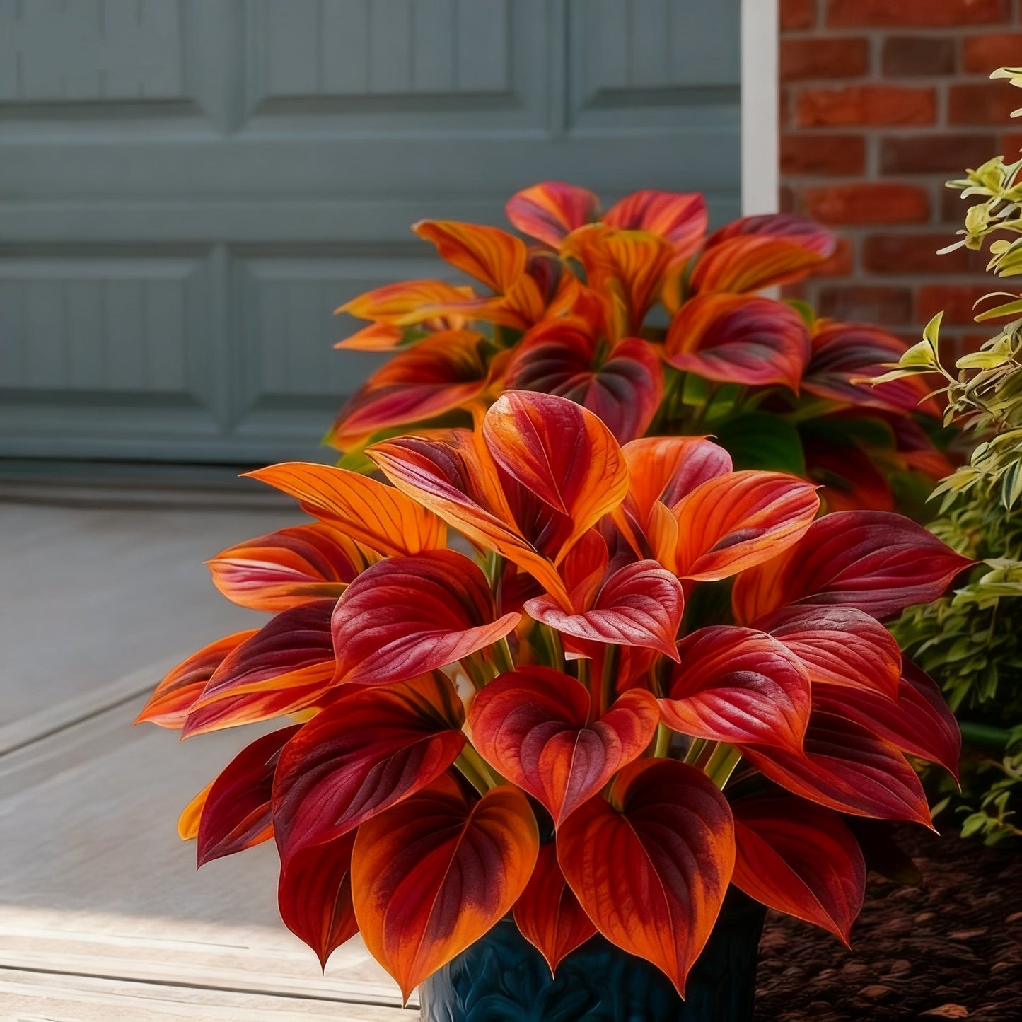 🌈🔥 Limitowana edycja host Rainbow Flame – rzadkie wielokolorowe liście, dostępne wyłącznie w naszym sklepie 🌸