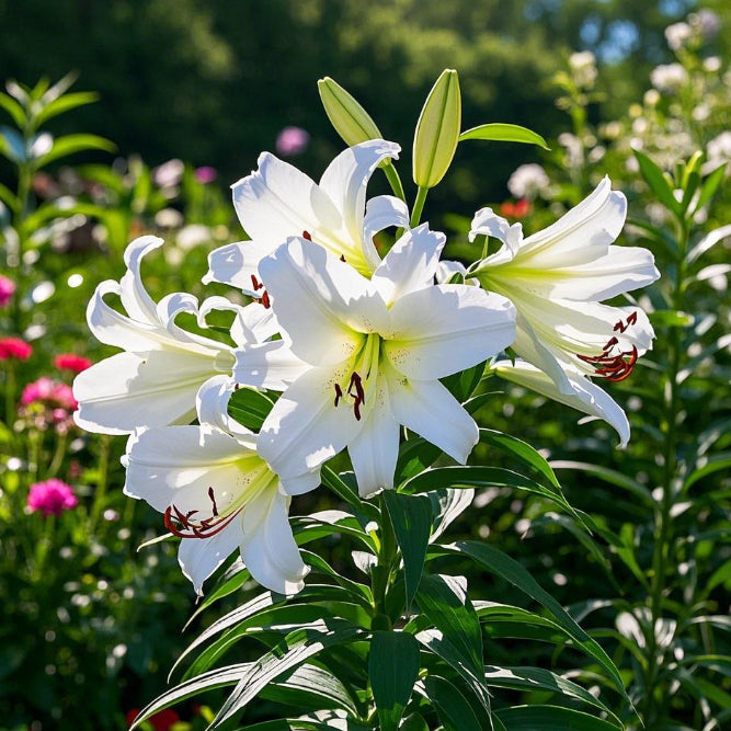 Czarna Magia Lilia🌺Perfumowane Cebulki Lilii – Świeże i Słodkie