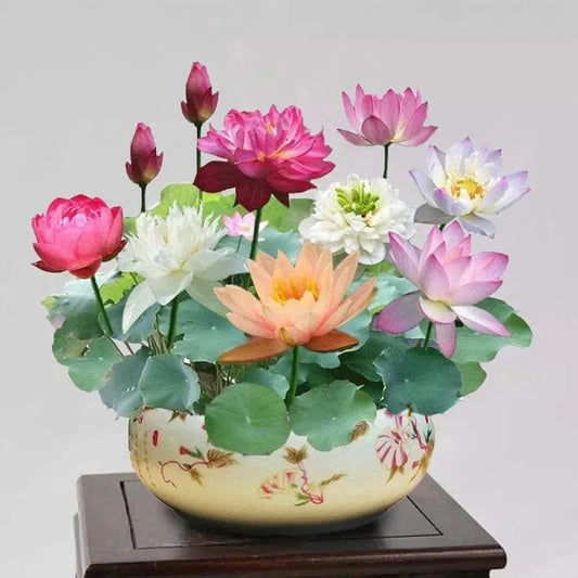 💐Święta misa do bonsai - kwiat lotosu
