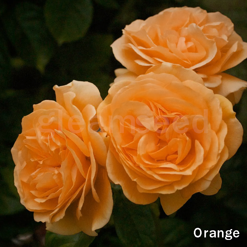 ✨Nasiona kwiatów kamelii – 8 romantycznych kolorów, piękno kwitnącego zimą