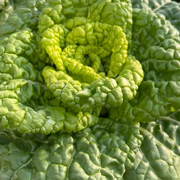 Nasiona Brassica Narinosa (WuTat Choy)