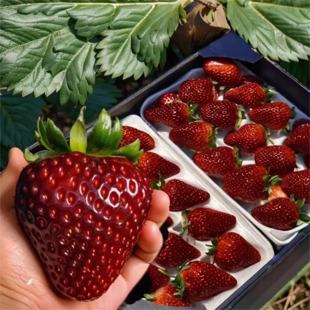 Nasiona truskawek Black Pearl