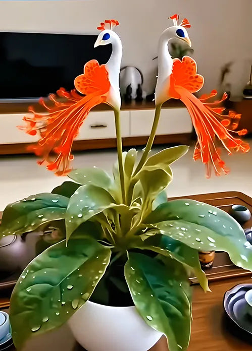 🌺 Nasiona storczyka pawiego