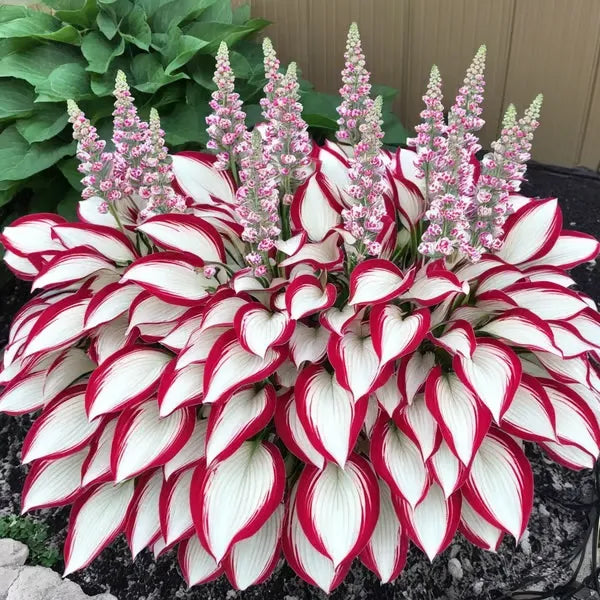 🔥🔥Ostatni dzień wyprzedaży🔥Nasiona rzadkiej funkii premium🌿Roślina odporna na cień