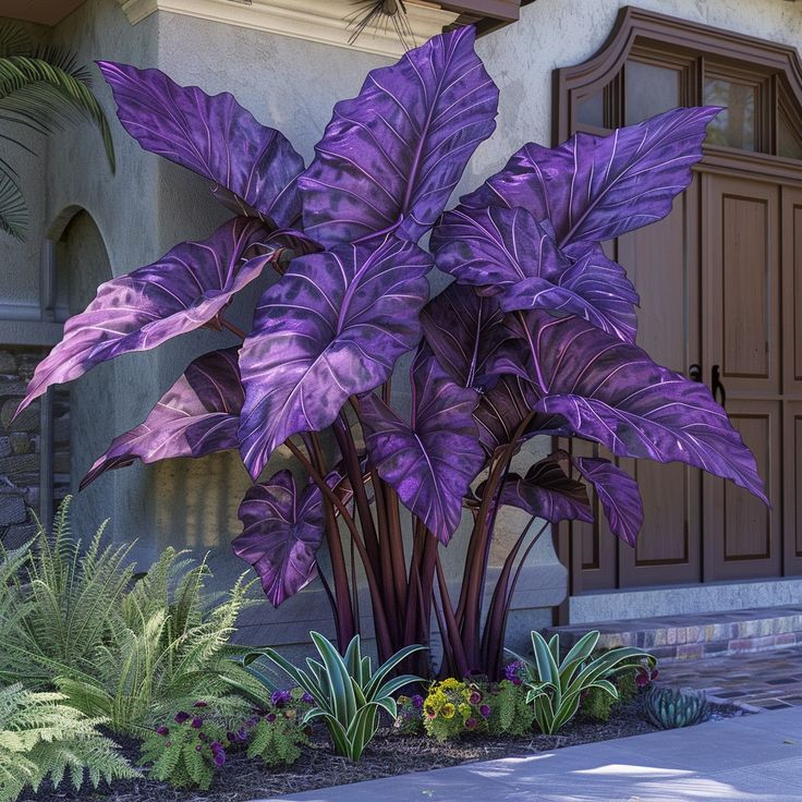 Cebule Alokazji Północnoszafirowej – Olbrzymie🍃Odmień swoją przestrzeń dzięki tropikalnemu majestatowi