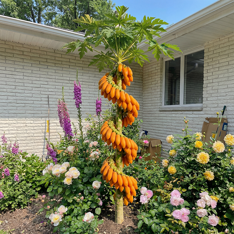 🥭 Rzadka papaja Dragon Claw – odżywia ciało, wspiera codzienne dobre samopoczucie