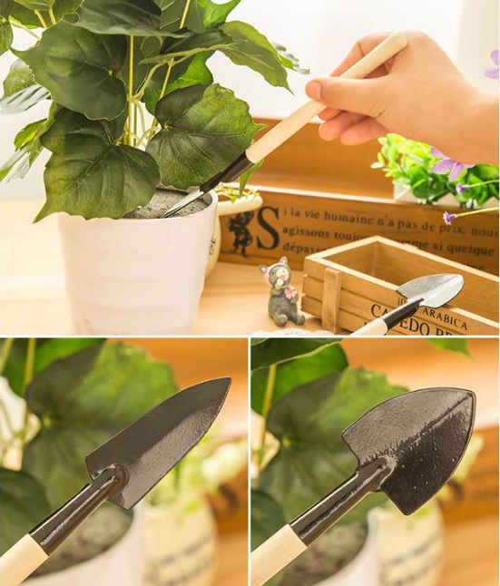 Nasiona winogron olbrzymich: bezpestkowe, soczyste, olbrzymie