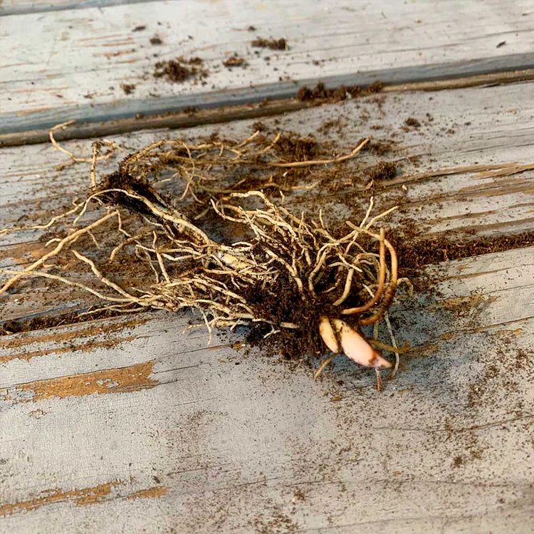 💐LILIA DOLINY – SZCZĘŚCIE PRZYBYWA