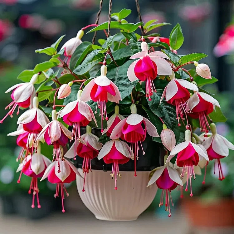 🌺Nasiona fuksji - Kwiat latarniowy