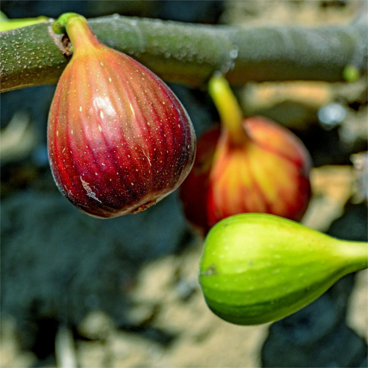 Nasiona fig SweetHarvest