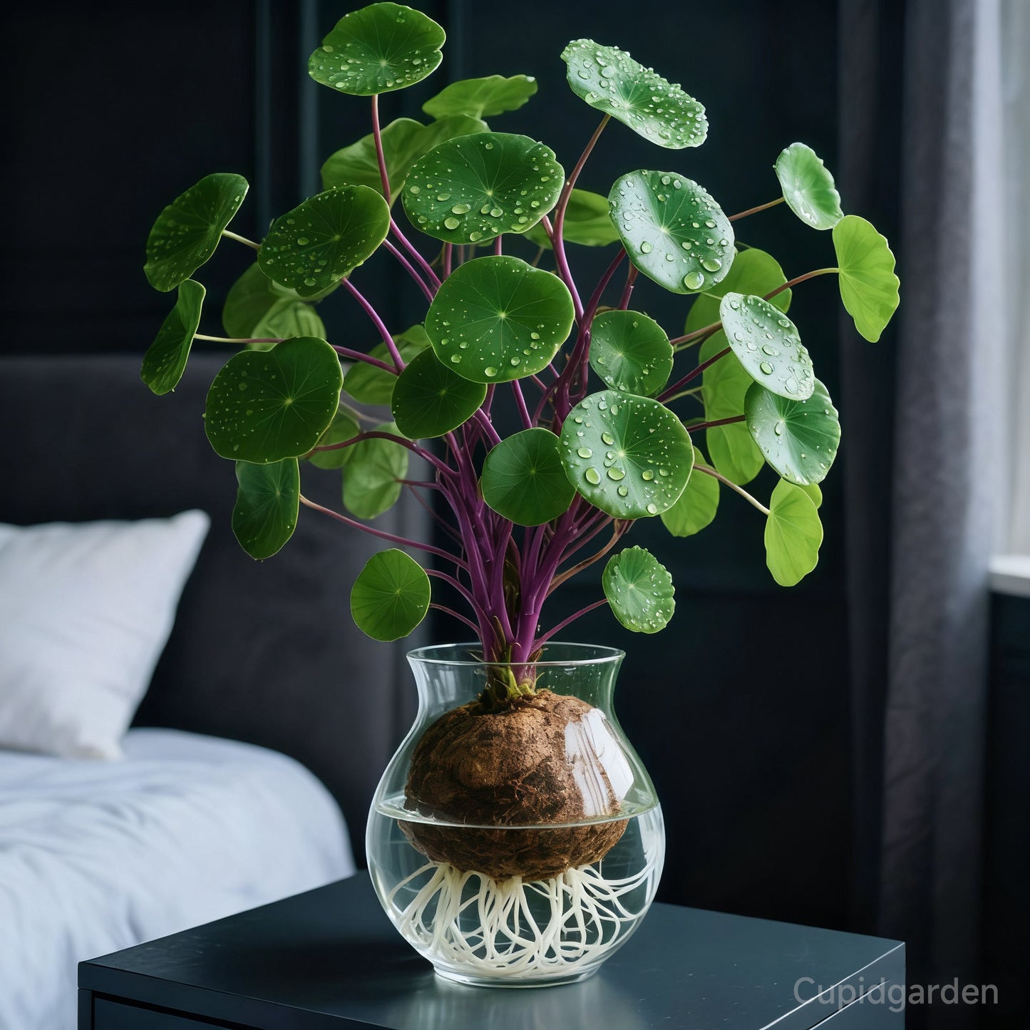 🎈🪴Czerwony rattan Stephania Erecta: Najsilniejsza roślina doniczkowa dla leniwych🌿