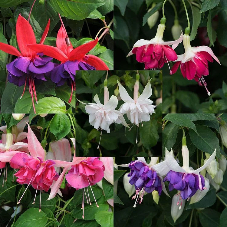🌺Nasiona fuksji - Kwiat latarniowy