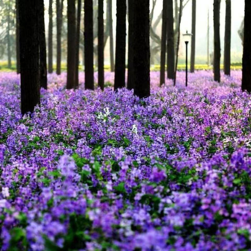 💜Nasiona storczyków lutowych | Morze „Infinity Purple”