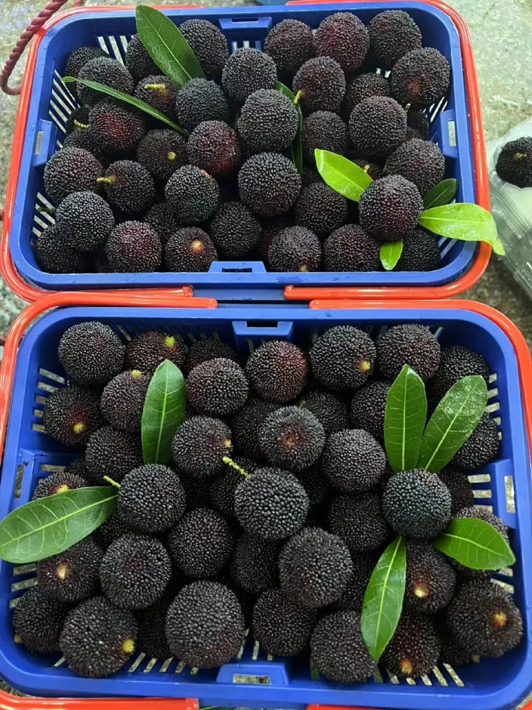 Olbrzymia jagoda laurowa：Wielkość piłeczki do ping-ponga, ⭐Smak połączenia truskawek i wiśni