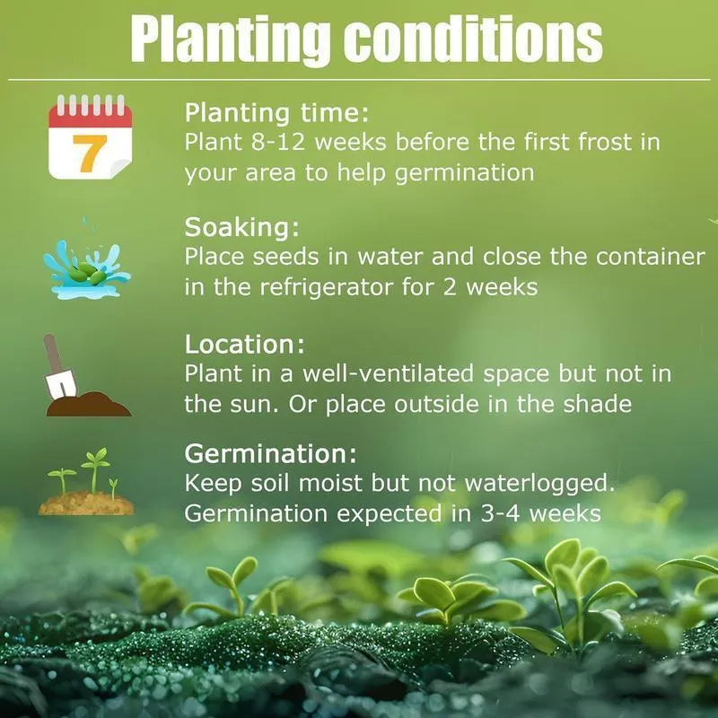 Nasiona roślin Rainbow Haze