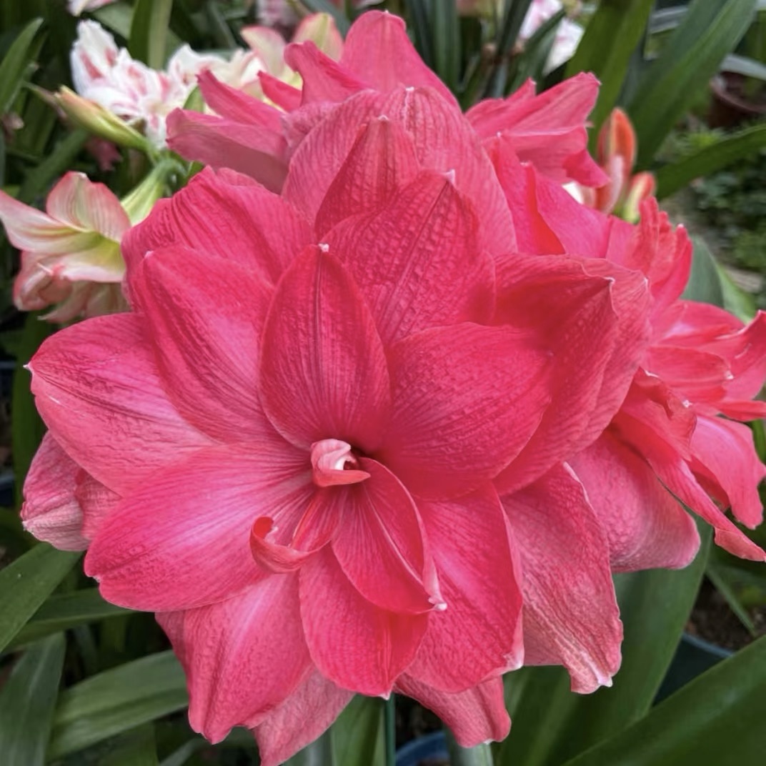 Cebulki amarylisów o podwójnych kwiatach🌼