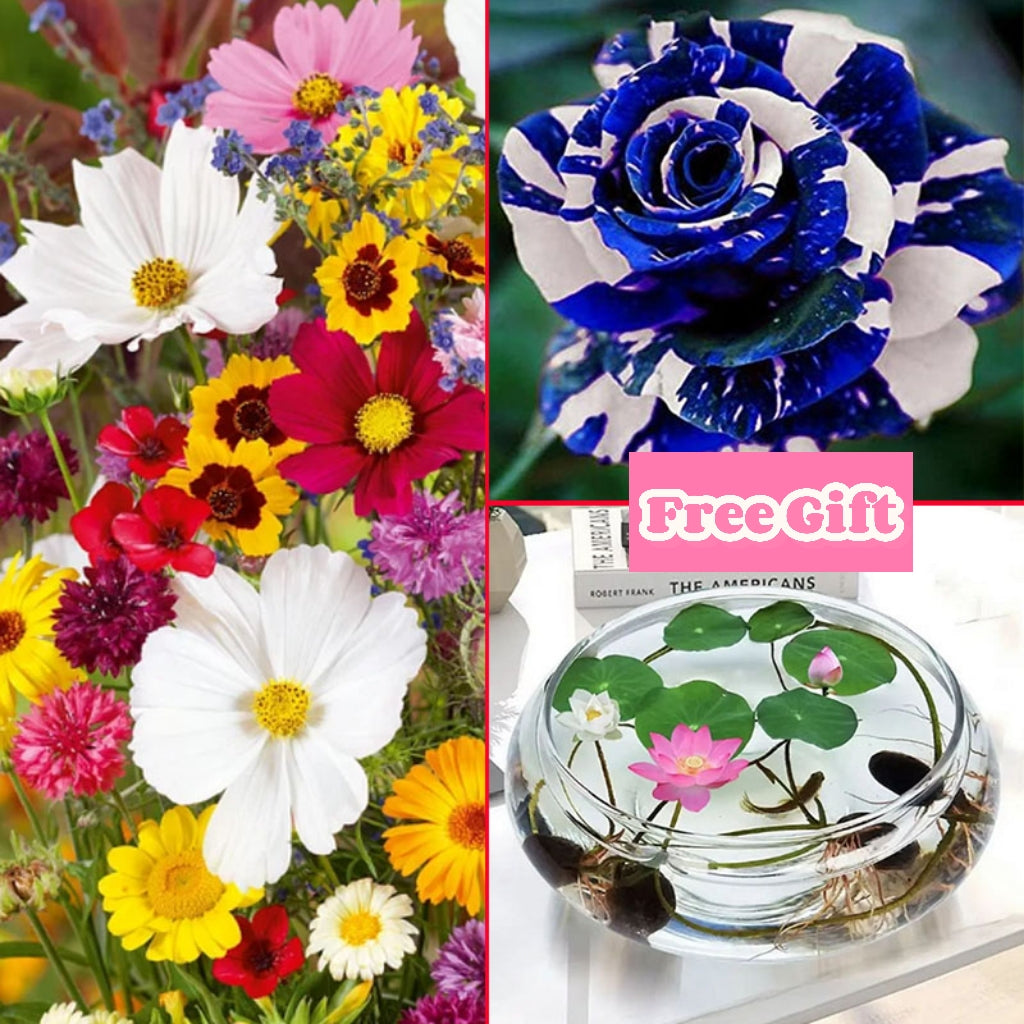 🔥Ostatni dzień wyprzedaży💐Mieszane nasiona kwiatów bylinowych - ponad 60 rodzajów mieszanych