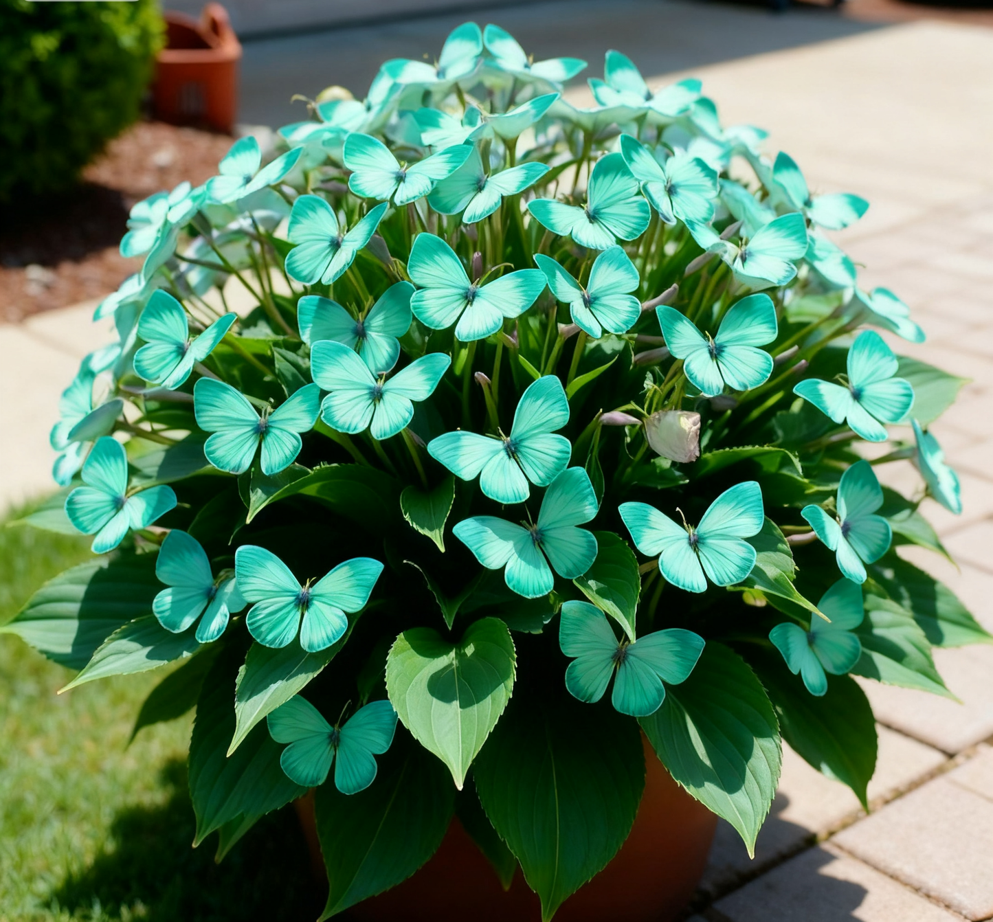 🦋🌈 Fantazyjne cebulki motyli – eksplozja koloru w każdym płatku! 🌸