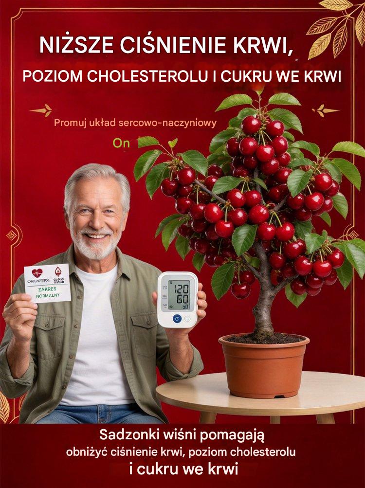 【Świeżo zebrane】karłowe sadzonki wiśni