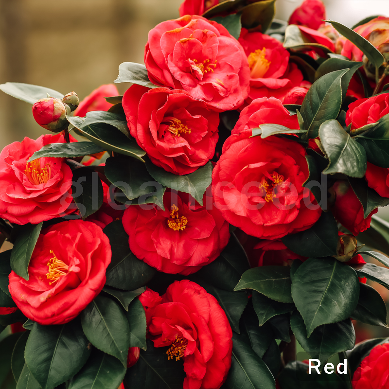 ✨Nasiona kwiatów kamelii – 8 romantycznych kolorów, piękno kwitnącego zimą