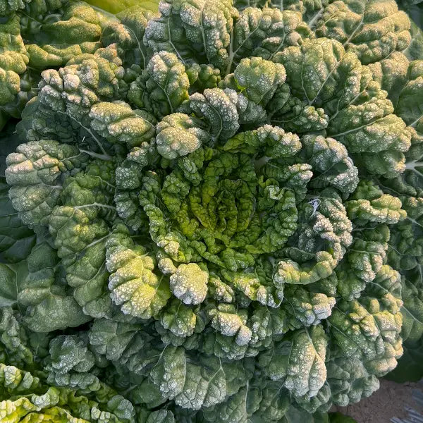 Nasiona Brassica Narinosa (WuTat Choy)