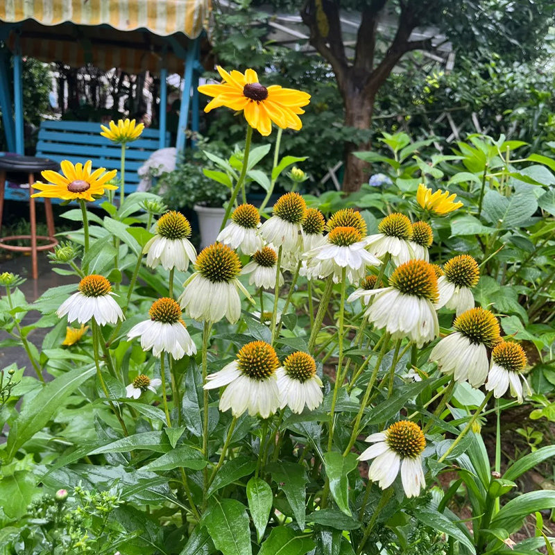 Nasiona jeżówki (Echinacea)