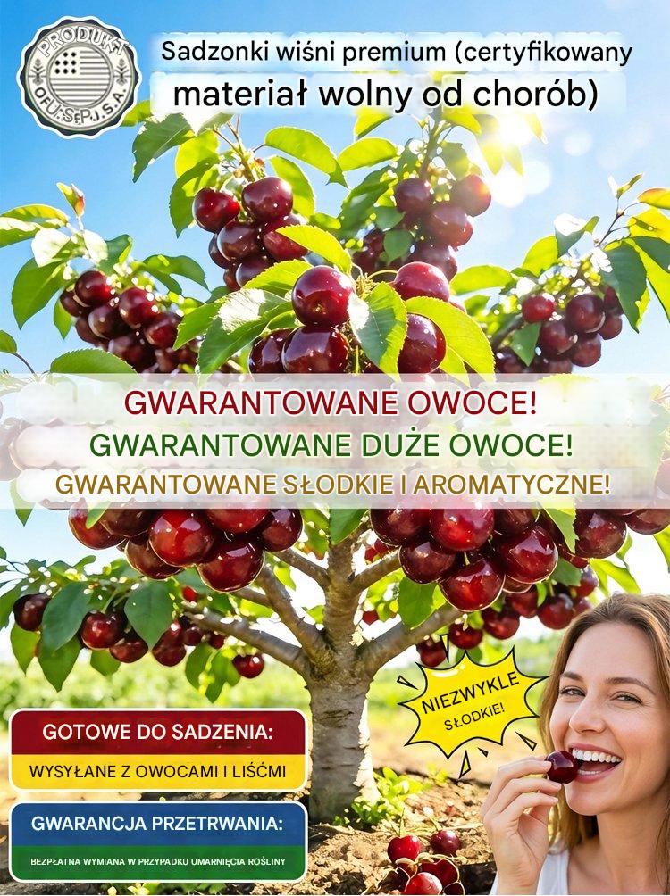 【Świeżo zebrane】karłowe sadzonki wiśni