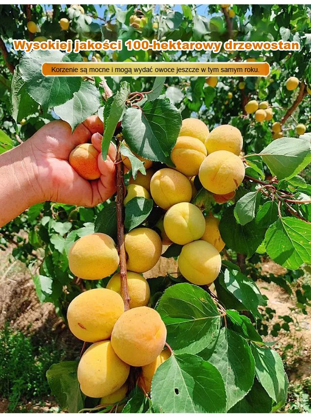 produktywnych nasion drzewa moreli królewskiej