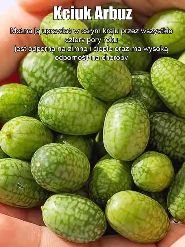 Nasiona arbuza kciuka