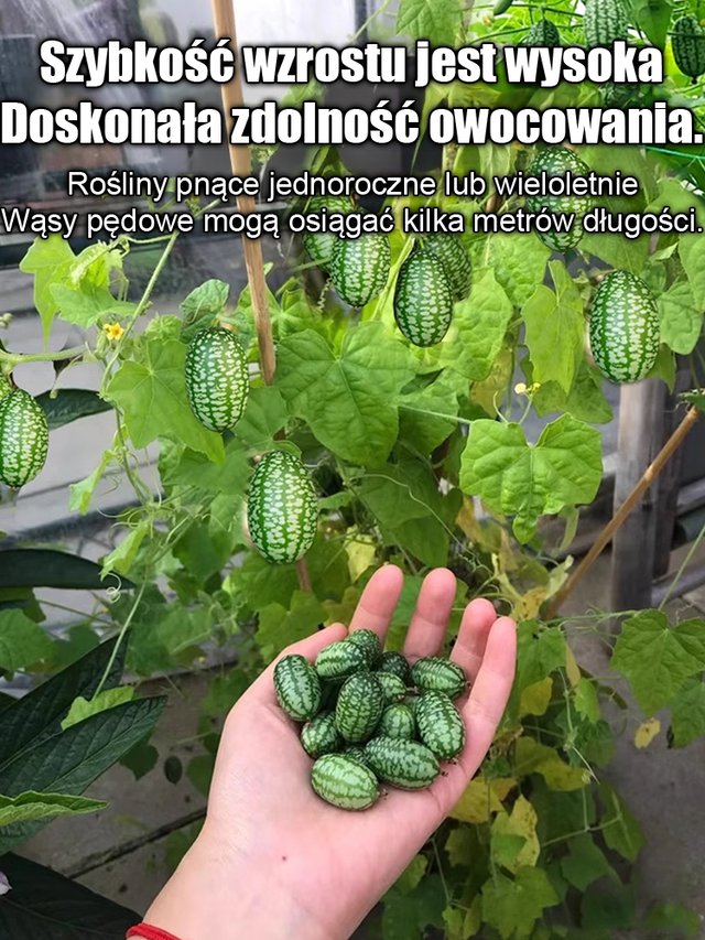 Nasiona arbuza kciuka