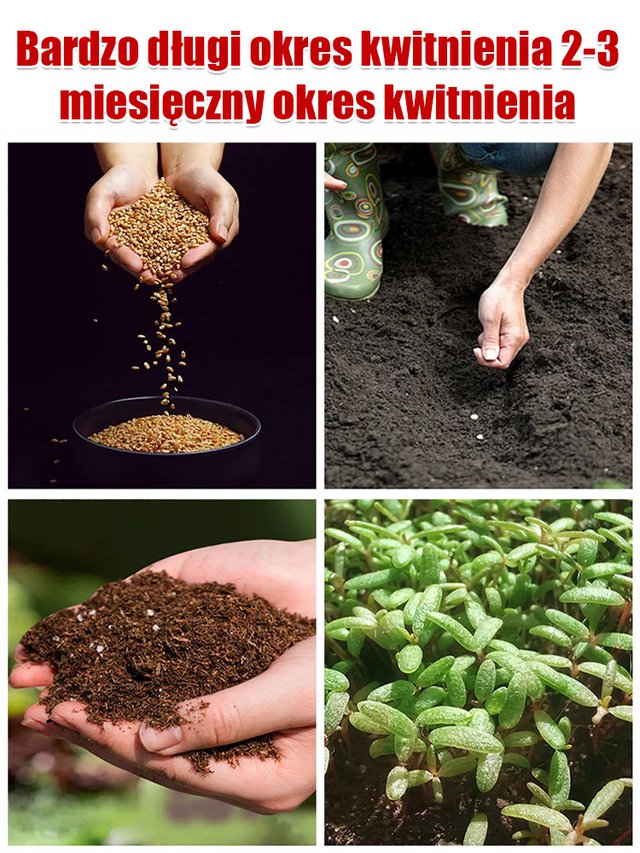 Nasiona złocienia dalmatyńskiego