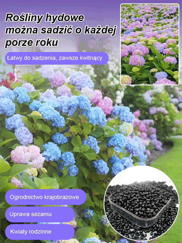 Hortensje w ogrodzie - uprawa przez cztery pory roku