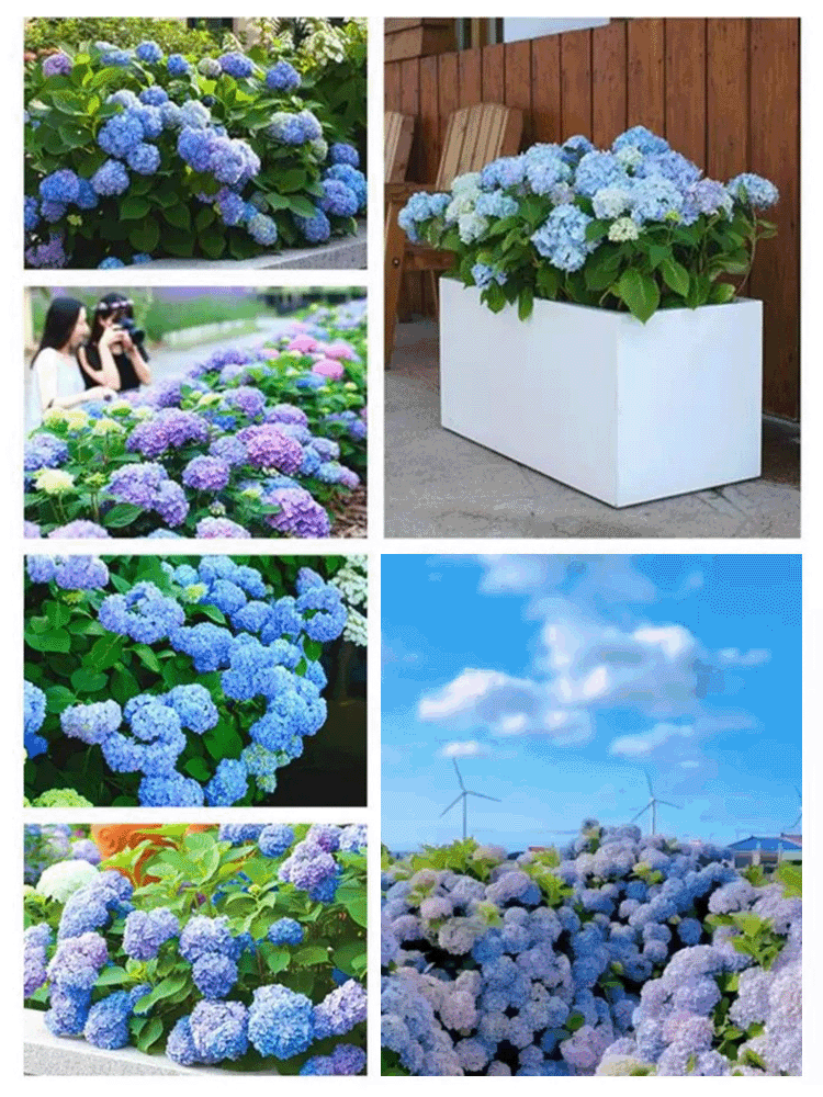 Hortensje w ogrodzie - uprawa przez cztery pory roku