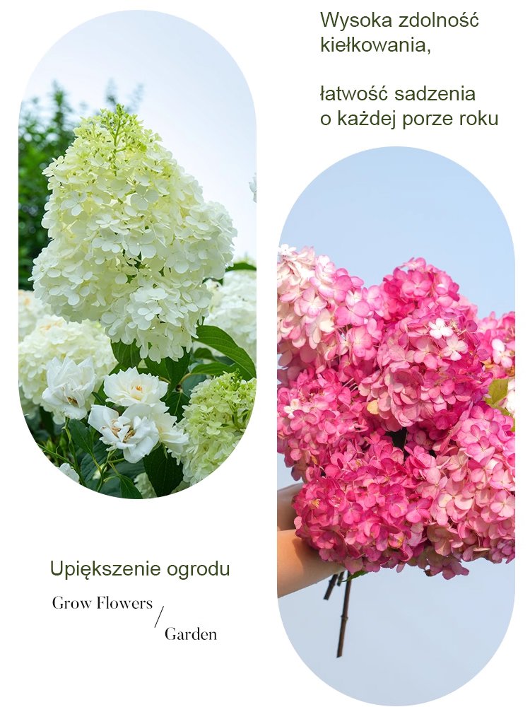 Nasiona hortensji truskawkowej Four Seasons Flowering