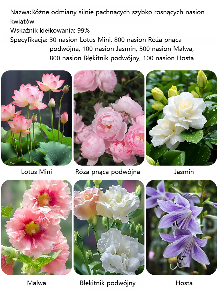 [Żyje po podlaniu] Wiele odmian silpachnących szybkosadnych nasion kwiat+z dołączoną cegłą kokosową