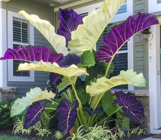 Nasiona ogrodnicze Caladium dostępne w wielu kolorach