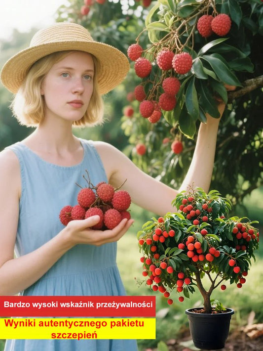 Duża sadzonka liczi z gwarancją przeżycia