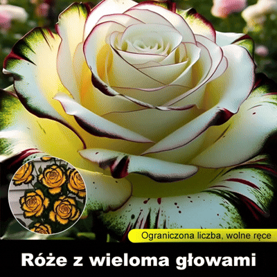 Nasiona róży wielogłowych