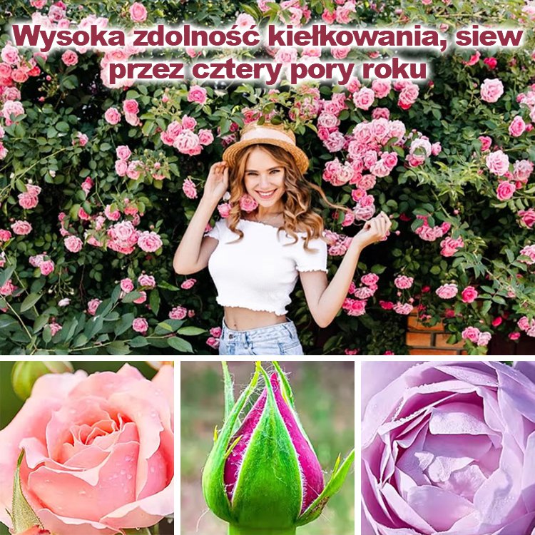 Nasiona róży wielokwiatowej kwitnącej przez cztery pory roku