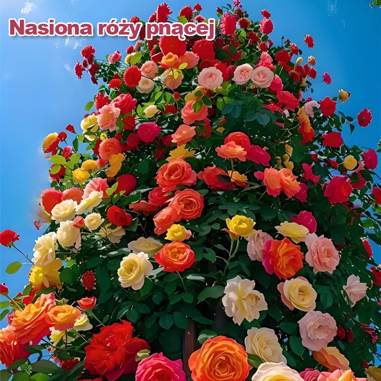 Nasiona róży wielokwiatowej kwitnącej przez cztery pory roku