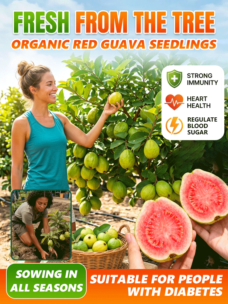 [Bomba witaminowa C] Sadzonki organicznej czerwonej gujawy