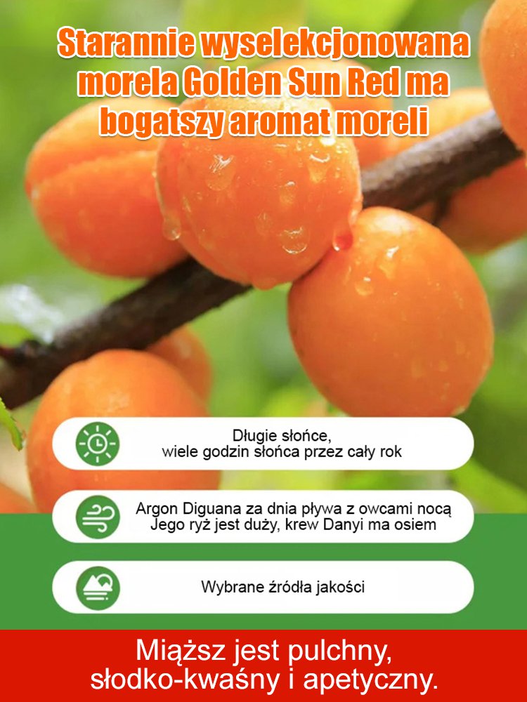【Słodkie i miękkie】Suszone morele bez pestek, bez dodatków