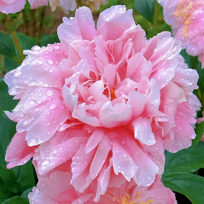 🌺Gyönyörű vegyes bazsarózsa magok