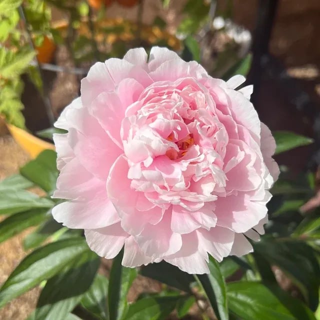 🌺Gyönyörű vegyes bazsarózsa magok