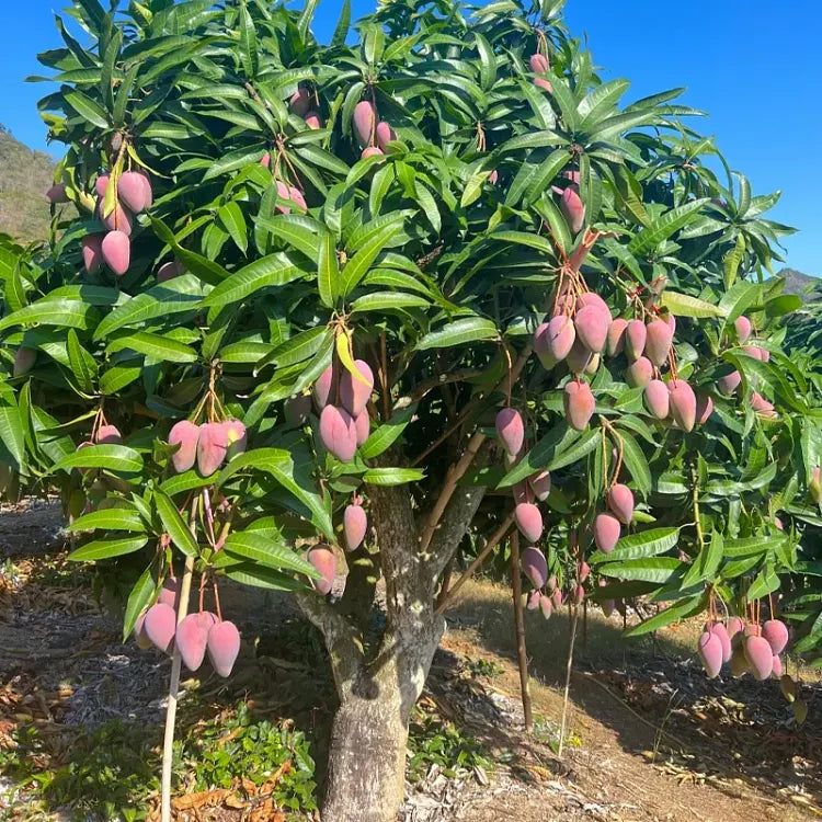 🥭 Aksamitne, słodkie i soczyste sadzonki mango – poczuj smak tropików we własnym domu 🌴