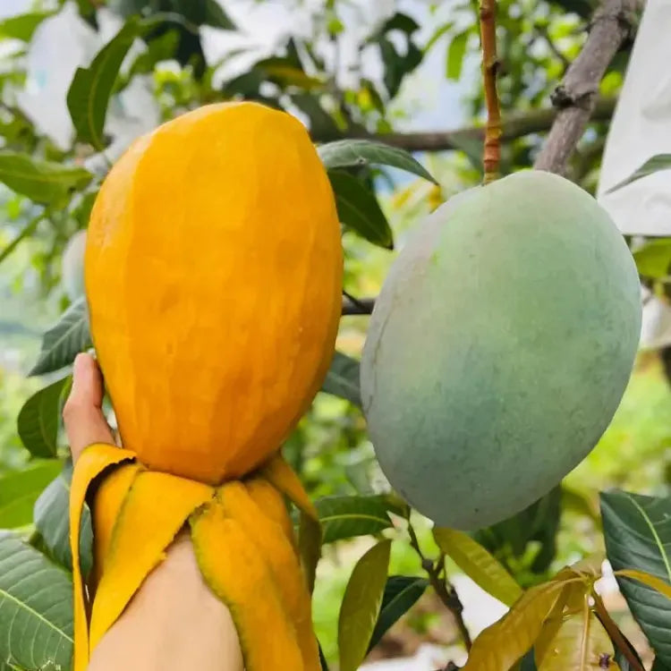 🥭 Aksamitne, słodkie i soczyste sadzonki mango – poczuj smak tropików we własnym domu 🌴