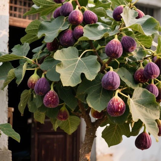 Nasiona fig SweetHarvest